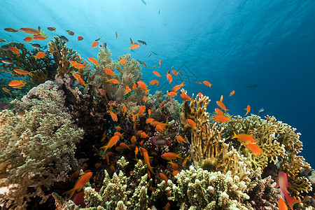 红海热带珊瑚礁太阳海洋天堂盐水珊瑚生活海景射线植物潜水图片