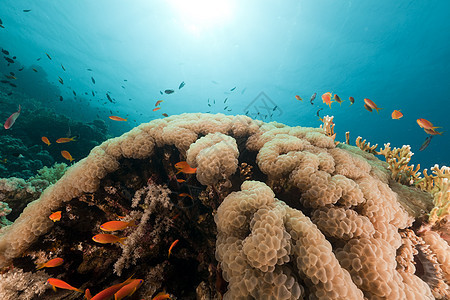 红海的泡泡珊瑚异国蓝色盐水天堂场景太阳光植物情调海洋潜水图片