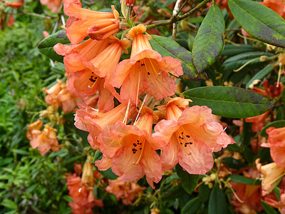 杜鹃灌木橙子植物花园花瓣图片