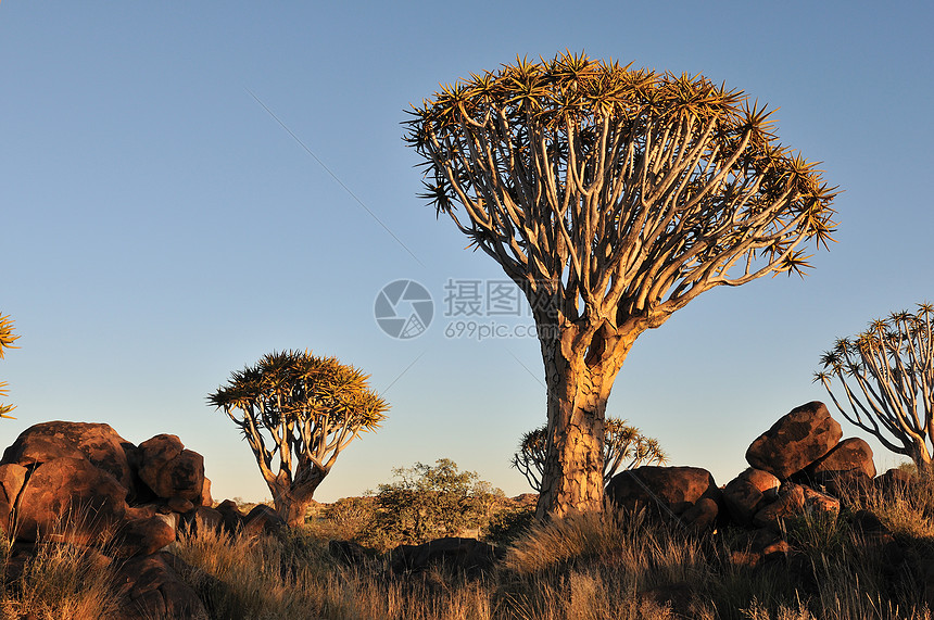 纳米比亚Quiver树林日出日落风景太阳芦荟戏剧性森林橙子乡村天空图片