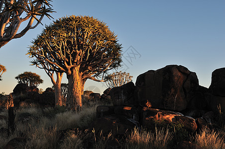纳米比亚Quiver树林日出日落戏剧性橙子天空太阳风景芦荟森林乡村孤独图片