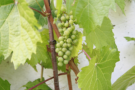 葡萄树中的纯葡萄食物浆果叶子原油植物群衬套植物树叶葡萄属植被图片
