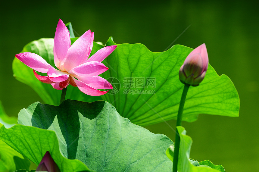 莲花在池塘中开花植物花园精神荷花花瓣环境冥想园艺植物群百合图片