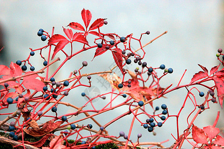 秋天用红叶和橙叶季节性活力森林公园阳光红色金子树叶黄色季节户外的高清图片素材