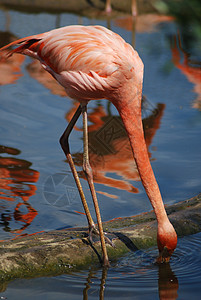 一个美丽的粉红色火烈鸟 热带鸟类的紧闭眼睛动物粉色动物园荒野野生动物翅膀情调羽毛姿势图片
