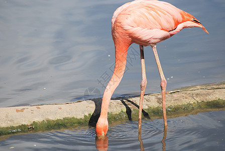 一个美丽的粉红色火烈鸟 热带鸟类的紧闭翅膀动物群动物动物园姿势情调脖子眼睛野生动物鸟舍图片