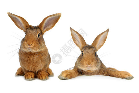 棕兔闲事动物工作室棕色兔子耳朵毛皮宠物白色图片
