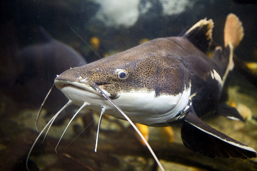 红尾鱼红尾吡虫啉海洋游泳大头鱼野生动物水族馆鲶鱼触角淡水图片