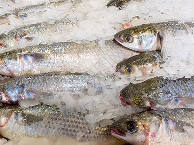 提供新鲜鱼 用压碎的冰块冷冻贸易冷藏说谎海洋冰镇眼睛团体海鲜食物展示图片