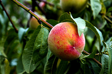 树上有机新鲜成熟桃子生长红色季节水果图片