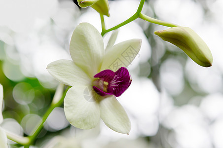 兰花植物群叶子热带花瓣绿色花园植物学植物白色花束图片