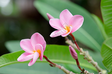 中风绿色花园鸡蛋花叶子香味植物粉色热带图片