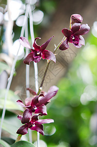 花紫色花园叶子兰花绿色植物学植物花束白色红色图片