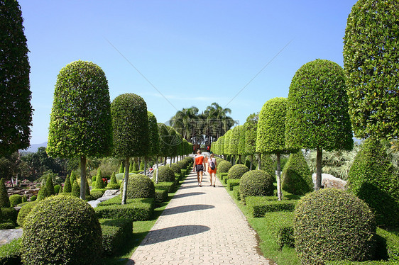 热带热带花园天空蓝色植物院子奢华旅行棕榈花朵假期露台图片