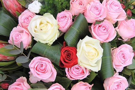 红色 白色和粉红玫瑰植物花束绿色花店植物学玫瑰粉色花朵花瓣植物群图片