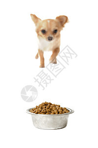 吉娃娃和食物碗狗粮宠物食品金属伴侣工作室棕色犬类白色动物图片