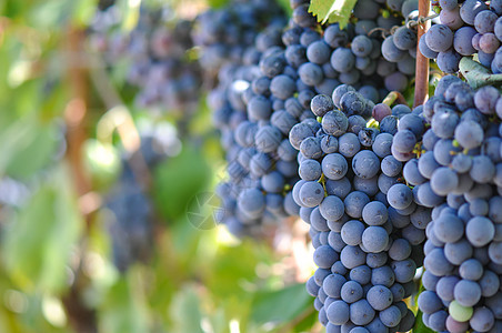 葡萄树上的红葡萄农业浆果假期国家饮料酒厂旅行食物收成生长图片