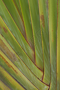 香蕉树扇子绿色树叶黄色条纹线条对角线背景图片