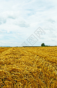 带有全景视图的可破碎字段工作农业天空稻草牧歌国家粮食天气小麦黄色背景图片