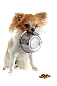 小狗吉娃娃和食物碗工作室狗粮伴侣白色金属食品犬类宠物动物棕色图片