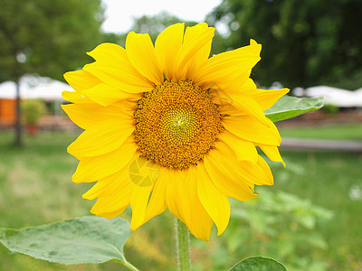 向日葵花花太阳花朵植物植被黄色背景图片