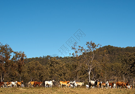 澳大利亚蓝天牛牛群的畜群图片