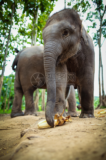 婴儿大象在玩耍 吃地上的玉米力量哺乳动物丛林小牛鼻子动物友谊国家荒野树干图片