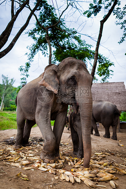 婴儿大象和母亲玩耍 吃地上的玉米瀑布力量鼻子场地国家皮肤环境旅行友谊野生动物图片
