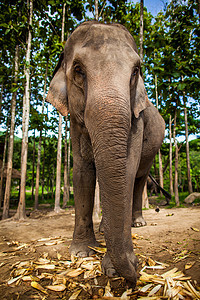 大象以稻田为背景 食用地上的玉米和稻田公园力量鼻子国家环境旅行树干皮肤丛林小牛图片