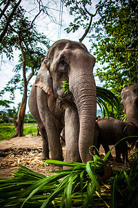 长成雌性大象 口中含甘蔗并食用地底鼻子环境婴儿野生动物友谊皮肤树干家庭小牛公园图片