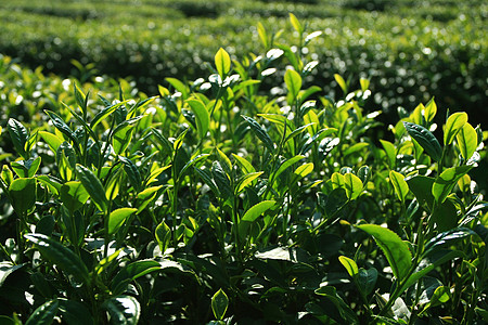 茶叶种植植物草地蓝色种植园天空阳光沙龙土井绝缘英亩图片