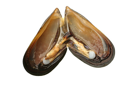 海湾贻贝器官双壳贝类食物动物群动物地幔图片