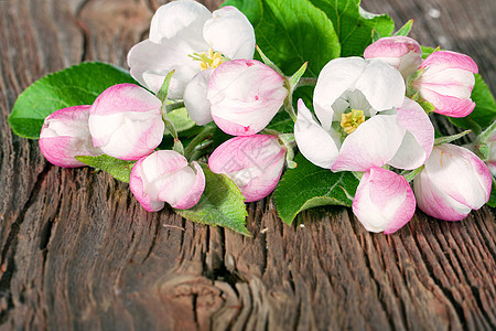 苹果盛开季节乡村白色棕色叶子绿色木头粉色宏观植物群图片