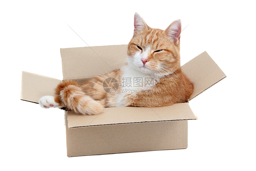 在白色的搬运箱中 放松可爱的猫咪图片