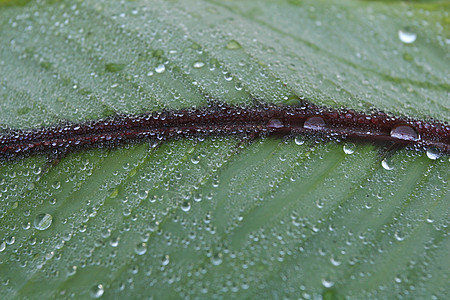 叶子上的水滴液体植物植被生活植物群反射飞沫植物学生长雨滴图片