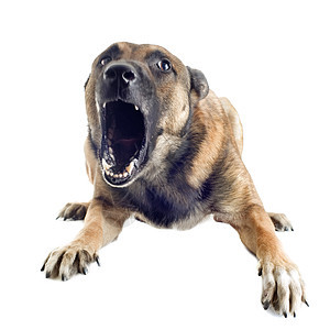 愤怒的麦地诺动物牙齿警犬工作室犬类警觉危险棕色宠物牧羊人图片
