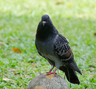 鸽子动物羽毛黑色鸟类白色眼睛小鸟图片