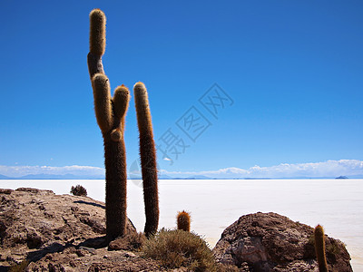 玻利维亚盐湖巨生仙人掌和Uyuni盐湖盐滩高原沙漠植物白色背景