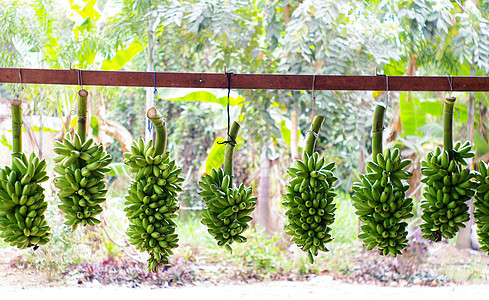 挂在铁路上的绿色香蕉食物市场民俗国家农业水果农村图片