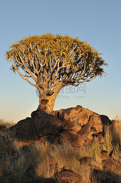 纳米比亚Quiver树林日出森林蹄兔太阳乡村戏剧性芦荟风景橙子孤独日落图片