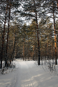 冬季森林松树阳光白色树木季节针叶蓝色地形天空图片