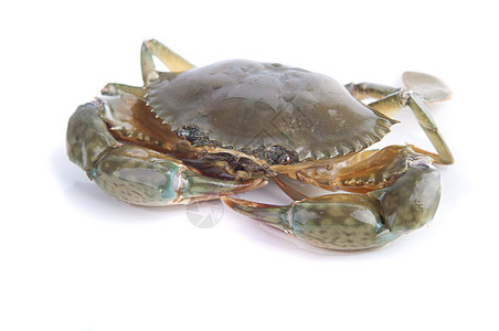 活蟹白色海洋海岸癌症天线宏观食物海鲜螃蟹甲壳图片