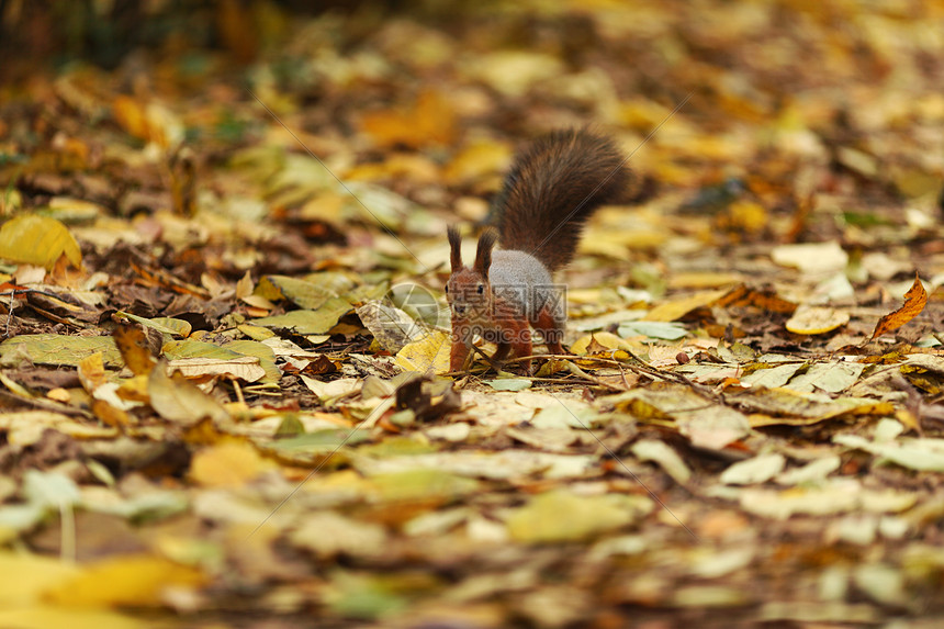 秋季森林中的松松鼠墙纸哺乳动物树叶太阳野生动物橙子冒充眼睛尾巴荒野图片