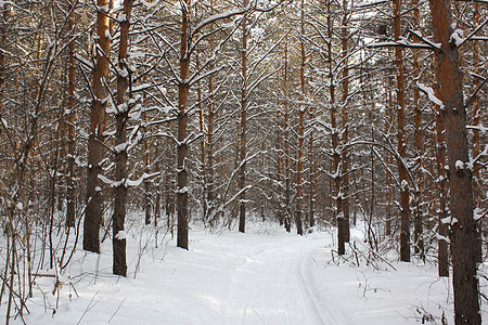 冬季森林地形针叶松树蓝色天空树木季节阳光白色图片