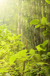 森林绿色阳光晴天公园树干娱乐环境丛林薄雾热带图片