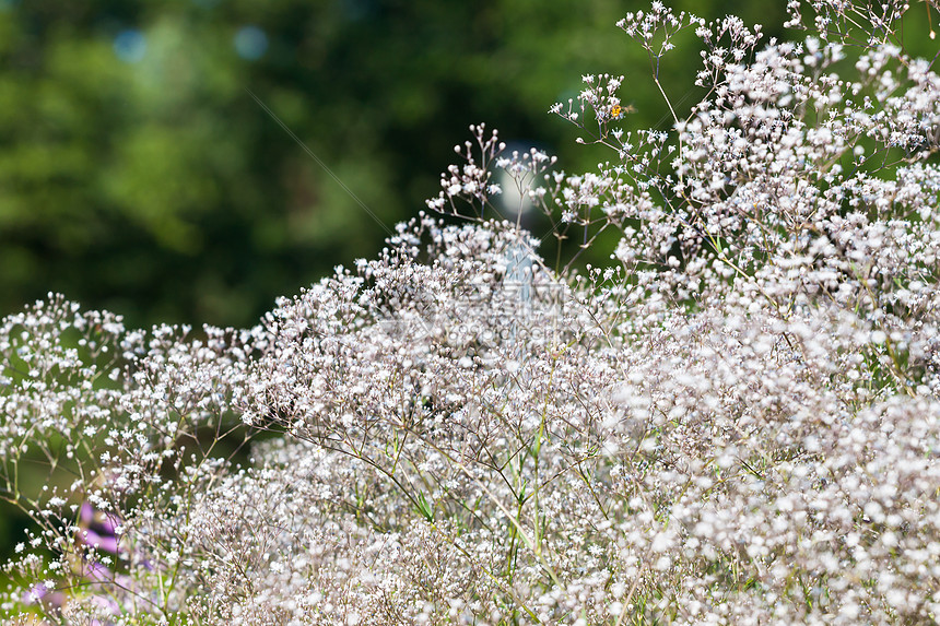 美丽的白花在花园中开花星星园艺团体植物宏观绘画艺术植物学衬套公园图片