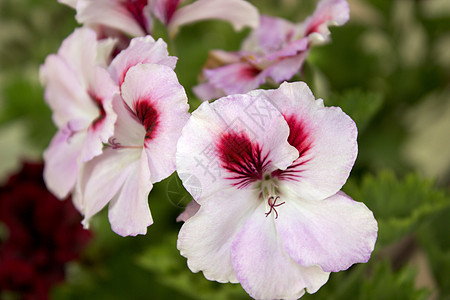 粉红花花植物学农业生活草本植物团体摄影宏观紫色生长植物图片