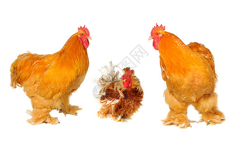 纯青棕色公鸡流感动物群乡村生物良种农业历史白色动物家禽图片