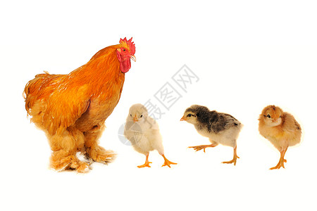 纯青棕色公鸡家禽农场鸟类动物白色农业红色乡村生物家畜图片