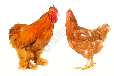 纯青棕色公鸡家禽动物群农场乡村白色流感生物家畜鸟类良种图片